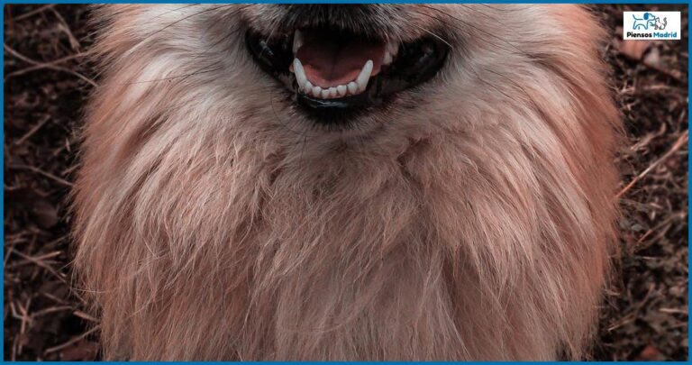 Bozal para perros: ¿Por qué podría ser una buena idea para evitar que coman cosas del suelo? Bozal para perros: ¿Por qué podría ser una buena idea para evitar que coman cosas del suelo?