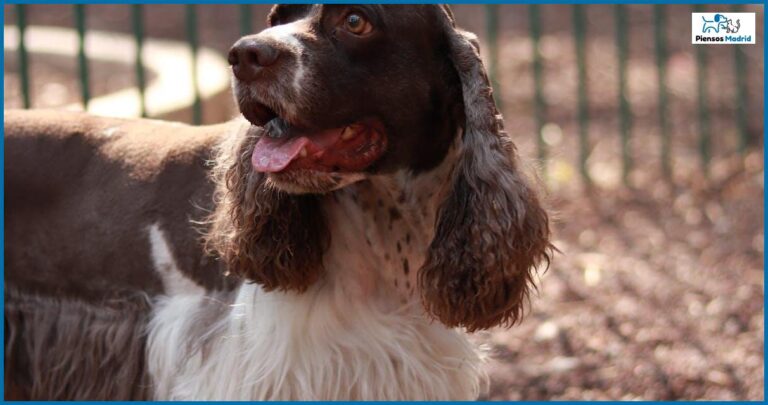 Bozal para perros: ¿Por qué podría ser una buena idea para evitar que coman cosas del suelo? Bozal para perros: ¿Por qué podría ser una buena idea para evitar que coman cosas del suelo?