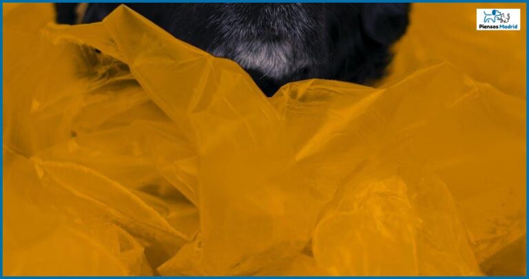¿Es seguro para los perros comer huesos de jamón? ¿Es seguro para los perros comer huesos de jamón?