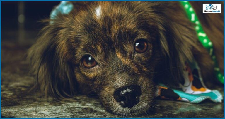 ¿Los perros pueden comer coles de bruselas? Descubre la respuesta ¿Los perros pueden comer coles de bruselas? Descubre la respuesta