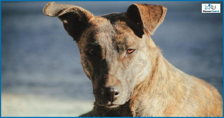 Los perros pueden comer harina