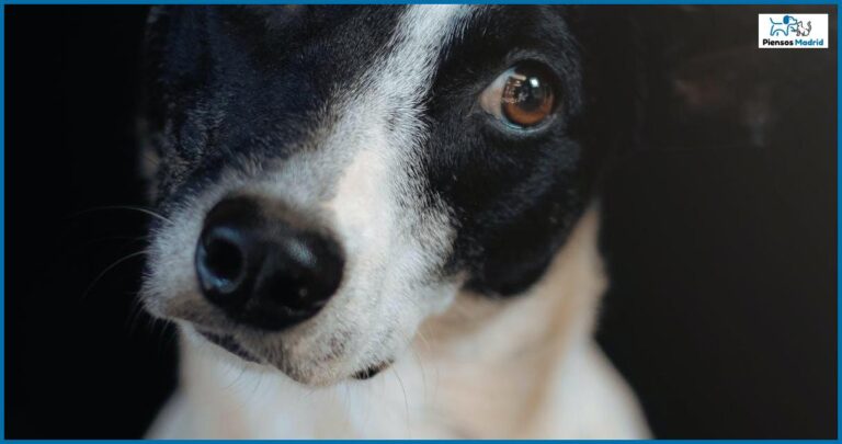 Los perros pueden comer palitos de cangrejo: todo lo que necesitas saber Los perros pueden comer palitos de cangrejo: todo lo que necesitas saber