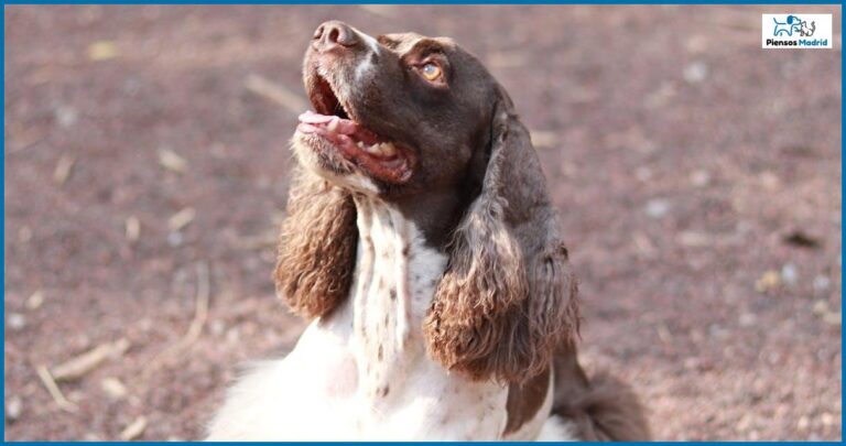 ¿Los perros pueden comer semillas de lino? ¿Los perros pueden comer semillas de lino?
