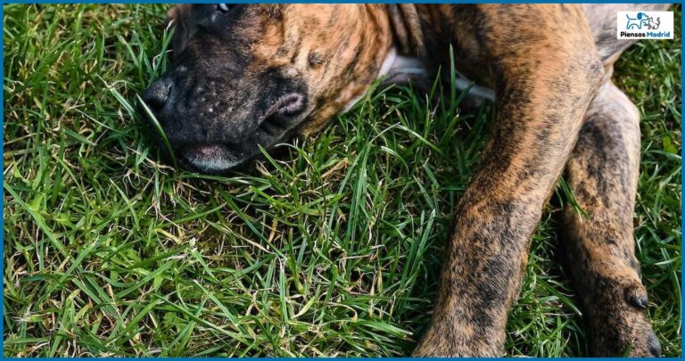 Por qué mi perro come caca de conejo Por qué mi perro come caca de conejo