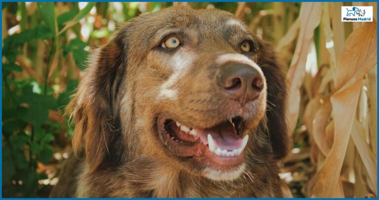 Por qué mi perro come lombrices de tierra Por qué mi perro come lombrices de tierra