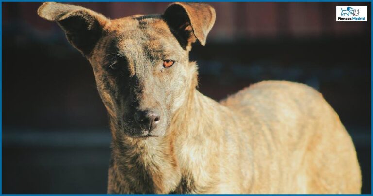 ¿Por qué mi perro empuja la comida con su hocico? ¿Por qué mi perro empuja la comida con su hocico?