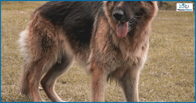 ¿Por qué mi perro se revuelca después de comer?
