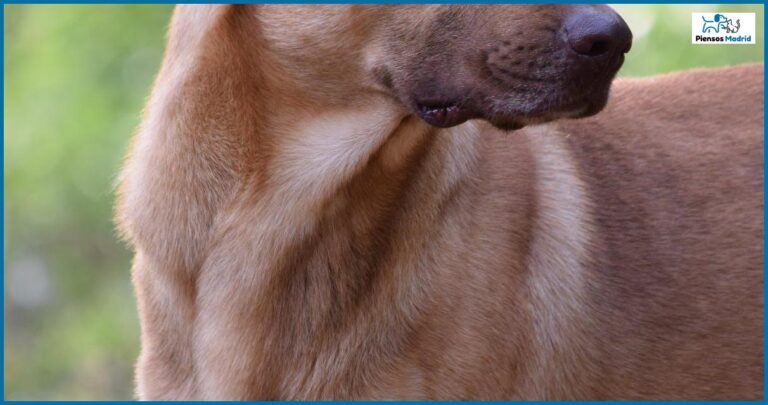 ¿Pueden los perros comer chicharrón?