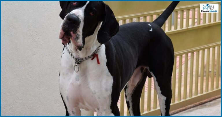 ¿Pueden los perros comer gusanitos?