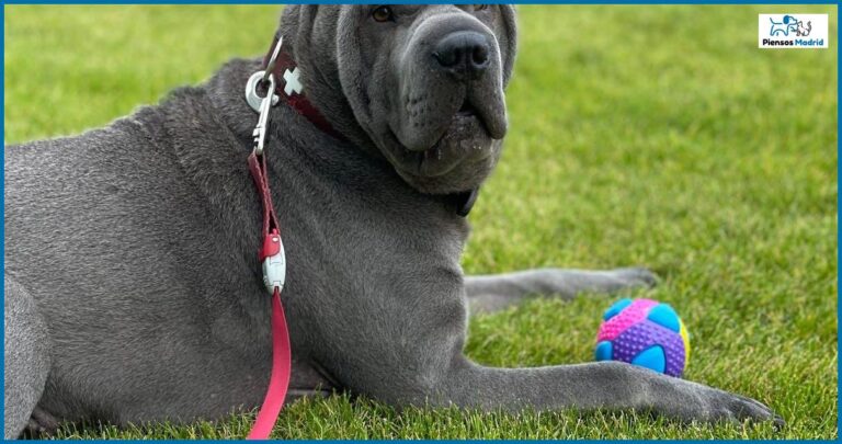 ¿Qué alimentación necesita un Shar Pei? ¿Qué alimentación necesita un Shar Pei?