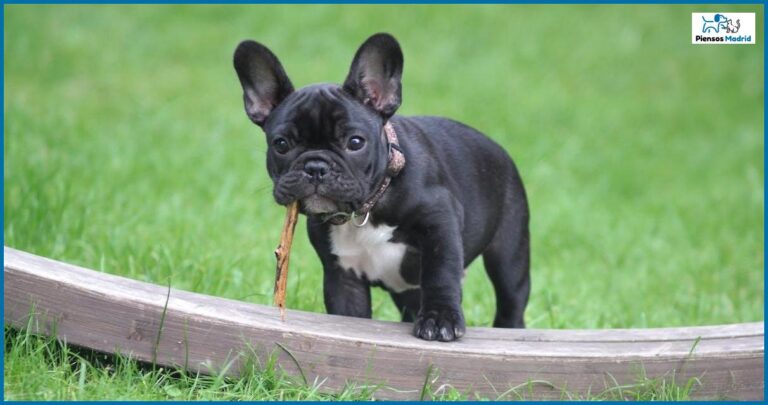 Qué es el collar Seresto y cómo funciona Qué es el collar Seresto y cómo funciona
