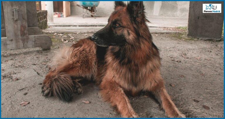 ¿Qué hacer cuando mi perro ha comido carne en mal estado? ¿Qué hacer cuando mi perro ha comido carne en mal estado?