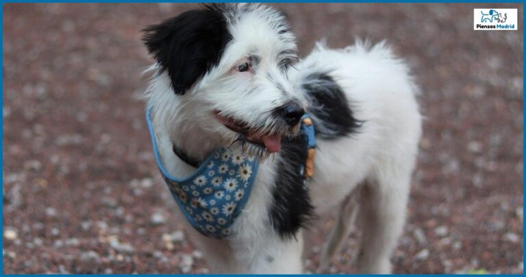 ¿Qué pasa si mi perro come chocolate blanco? ¿Qué pasa si mi perro come chocolate blanco?