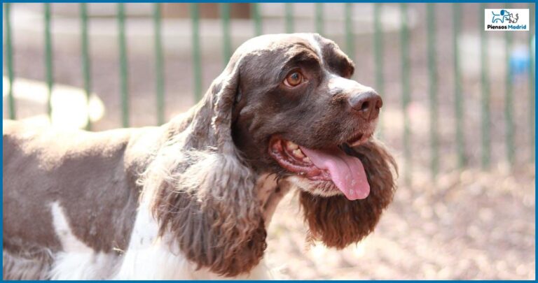 ¿Qué pasa si mi perro come chocolate blanco? ¿Qué pasa si mi perro come chocolate blanco?