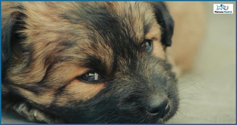 ¿Qué pasa si mi perro come hormigas? ¿Qué pasa si mi perro come hormigas?