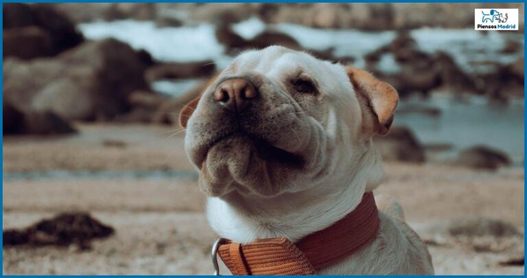 ¿Qué pasa si mi perro ha comido espinas de pescado? ¿Qué pasa si mi perro ha comido espinas de pescado?