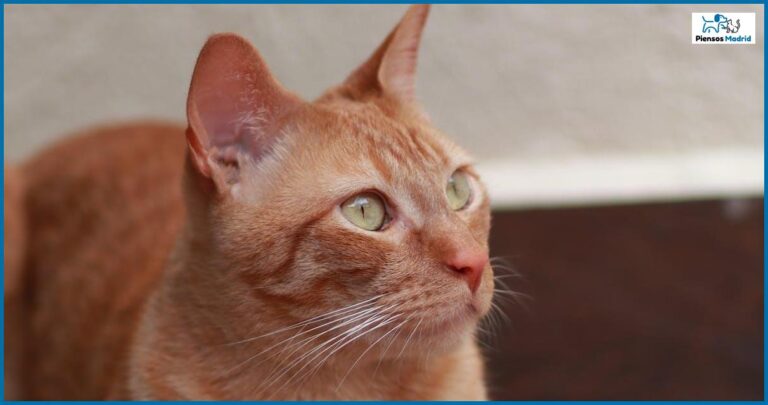 ¿Qué raza de perro comen los chinos? ¿Qué raza de perro comen los chinos?