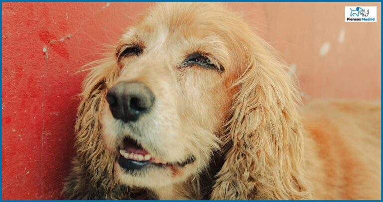 Que pasa si mi perro come arroz crudo Que pasa si mi perro come arroz crudo