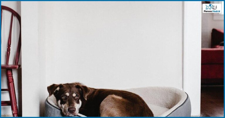 Cómo enseñar a tu perro a comer de forma tranquila y relajada