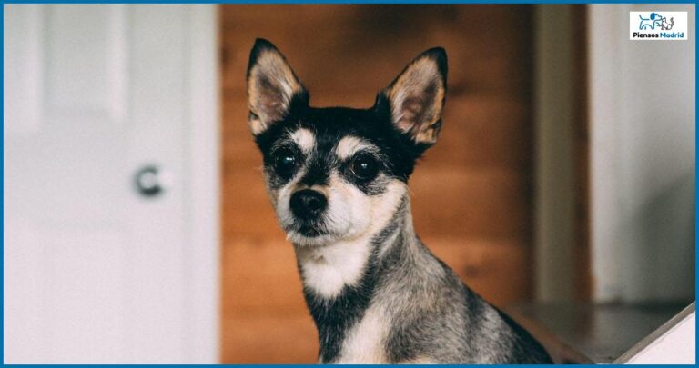 Cómo evitar que tu perro robe comida de la mesa