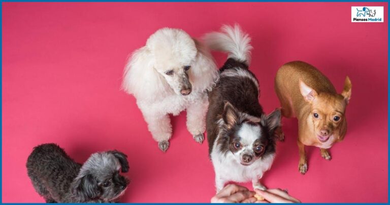 Cómo evitar que tu perro robe comida de la mesa