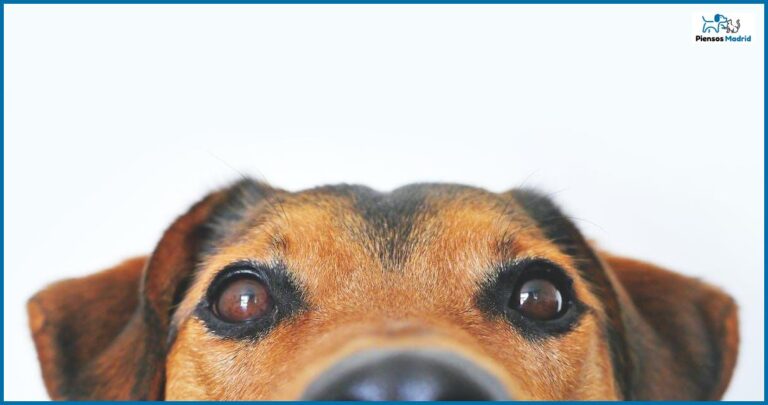 Cómo elegir el mejor pienso para tu mascota Cómo elegir el mejor pienso para tu mascota