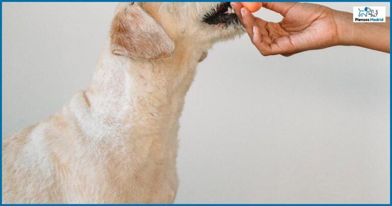 Cómo identificar si tu mascota tiene alergia alimentaria Cómo identificar si tu mascota tiene alergia alimentaria